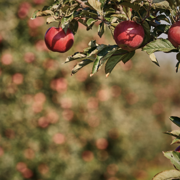Jordens Sang Rødegaard
